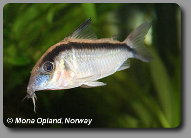 Corydoras CW036