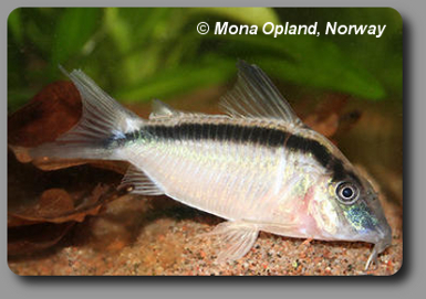 Corydoras CW036