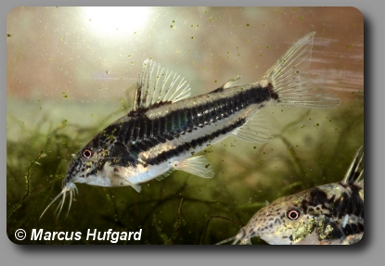 Corydoras CW038