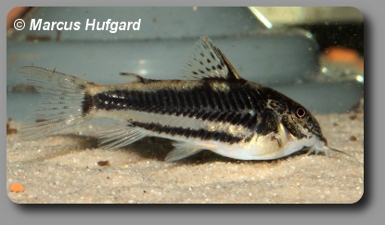 Corydoras CW038