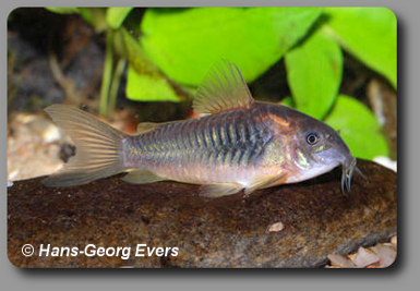  Corydoras CW041