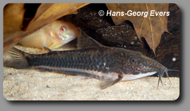Corydoras CW042