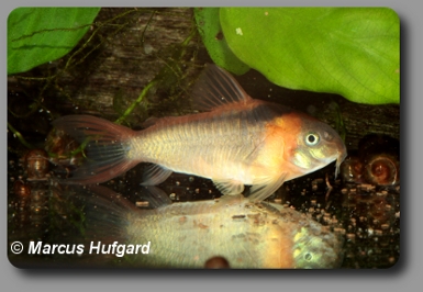  Corydoras CW043