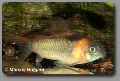 Corydoras CW043