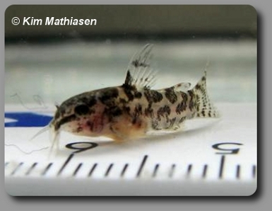 Corydoras CW044 Jungtier