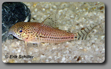  Corydoras CW050