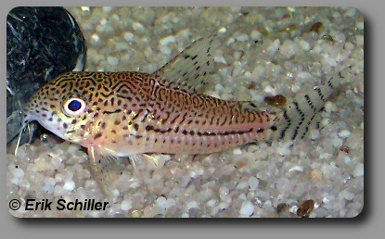 Corydoras CW050