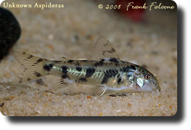 Corydoras CW052