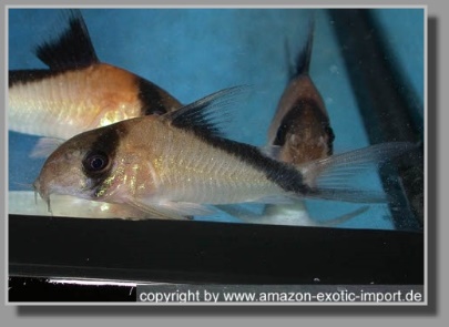  Corydoras davidsandsi