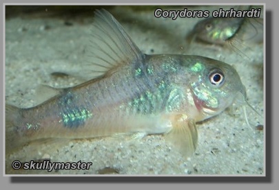  Corydoras ehrhardti