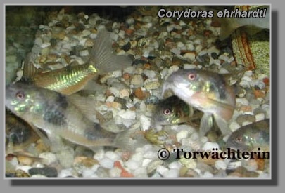  Corydoras ehrhardti