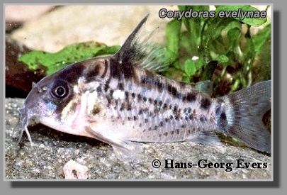  Corydoras evelynae