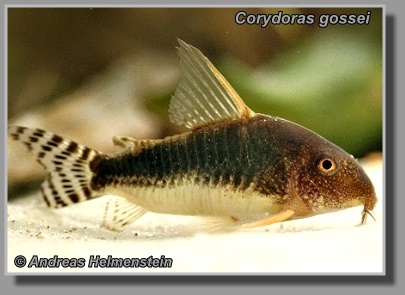  Corydoras gossei