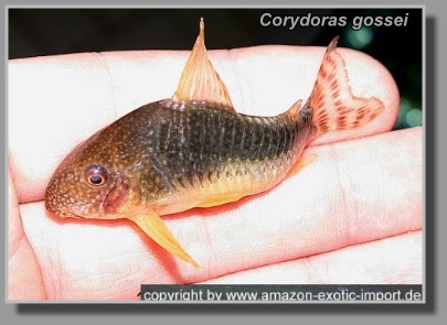  Corydoras gossei