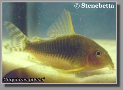  Corydoras gossei