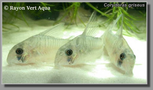  Corydoras griseus