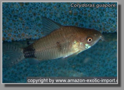  Corydoras guapore