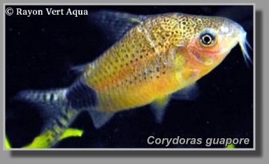  Corydoras guapore