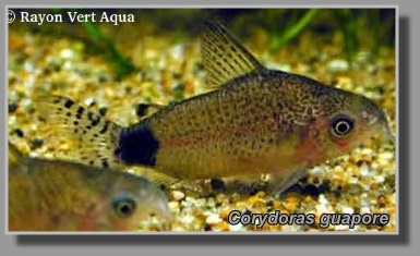  Corydoras guapore