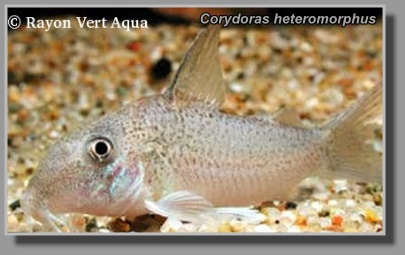  Corydoras heteromorphus