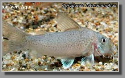  Corydoras heteromorphus