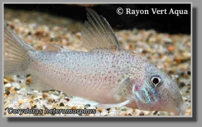  Corydoras heteromorphus