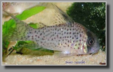  Corydoras kanei