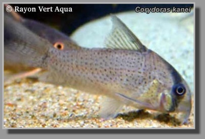  Corydoras kanei