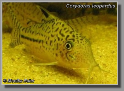  Corydoras leopardus