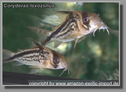  Corydoras loxozonus