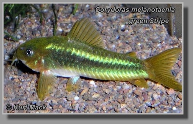  Corydoras melanotaenia green Stripe