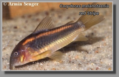  Corydoras melanotaenia red Stripe