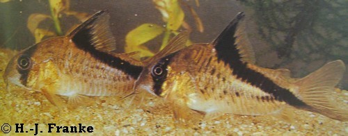 Corydoras melini