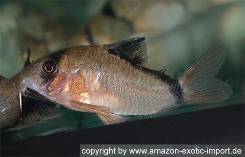 Corydoras metae