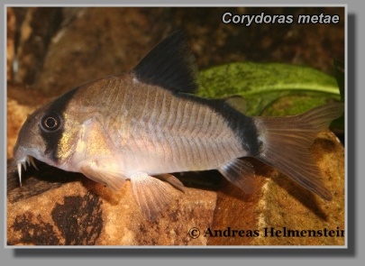  Corydoras metae