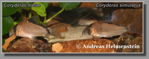  Corydoras metae