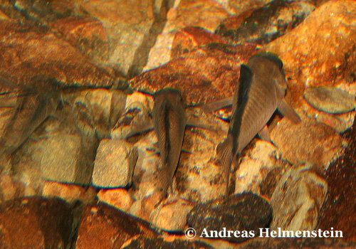Corydoras simulatus und metae