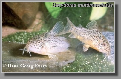  Corydoras multimaculatus