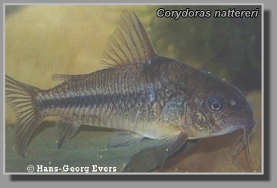  Corydoras nattereri