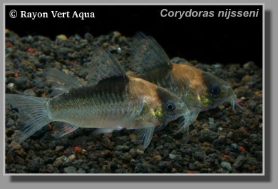  Corydoras nijsseni