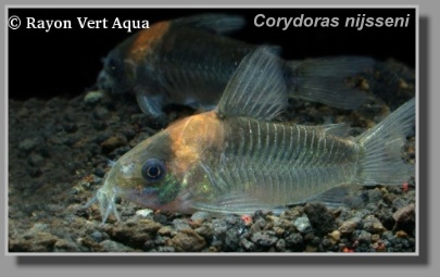  Corydoras nijsseni