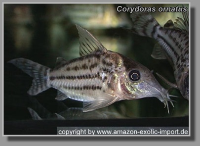  Corydoras ornatus