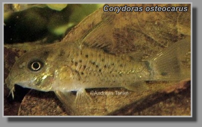  Corydoras osteocarus