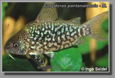  Corydoras pantanalensis