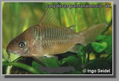  Corydoras pantanalensis