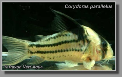  Corydoras parallelus