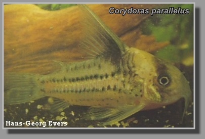  Corydoras parallelus