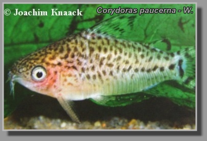  Corydoras paucerna