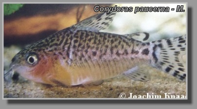  Corydoras paucerna