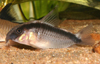 Corydoras arcuatus